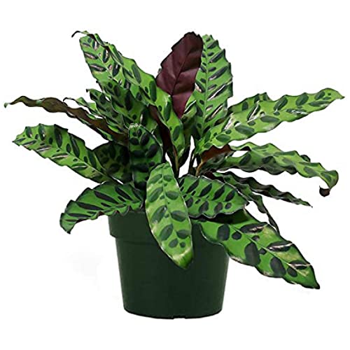 American Plant Exchange Live Calathea Rattlesnake Lancifolia Plant, Plant Pot for Home and Garden Decor, 6" Pot