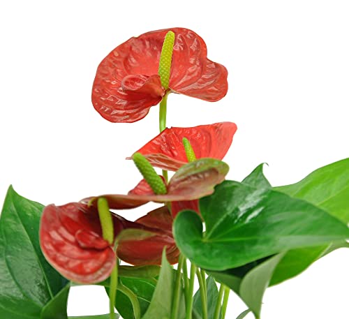Costa Farms Anthurium, Red, Live Indoor House Plant with Heart-Shaped Flowers, Birthday, Gift for Anniversary, Housewarming, Home or Room Decor, 10-12 Inches Tall, Premium Modern Love Stone Planter