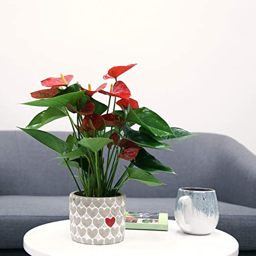 Costa Farms Anthurium, Red, Live Indoor House Plant with Heart-Shaped Flowers, Birthday, Gift for Anniversary, Housewarming, Home or Room Decor, 10-12 Inches Tall, Premium Modern Love Stone Planter