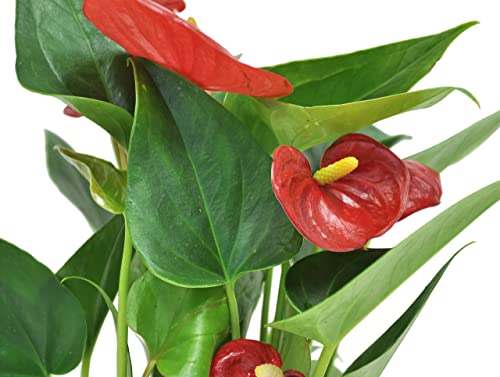 Costa Farms Anthurium, Red, Live Indoor House Plant with Heart-Shaped Flowers, Birthday, Gift for Anniversary, Housewarming, Home or Room Decor, 10-12 Inches Tall, Premium Modern Love Stone Planter