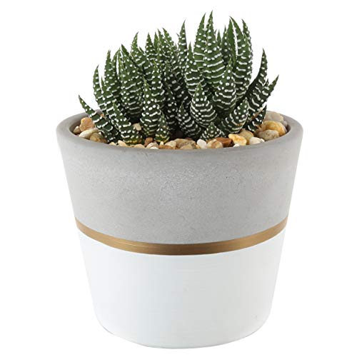 Costa Farms Succulents Fully Rooted Live Indoor Plant, 4-Inches Tall, White/Gold Ceramic Décor Planter