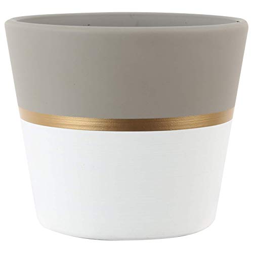 Costa Farms Succulents Fully Rooted Live Indoor Plant, 4-Inches Tall, White/Gold Ceramic Décor Planter