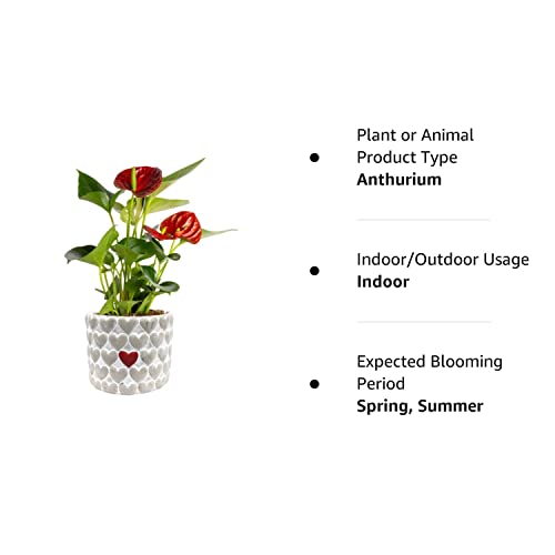 Costa Farms Anthurium, Red, Live Indoor House Plant with Heart-Shaped Flowers, Birthday, Gift for Anniversary, Housewarming, Home or Room Decor, 10-12 Inches Tall, Premium Modern Love Stone Planter