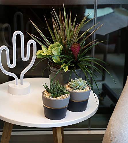 Costa Farms Succulents Fully Rooted Live Indoor Plant, 4-Inches Tall, White/Gold Ceramic Décor Planter