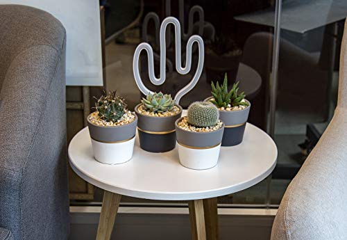 Costa Farms Succulents Fully Rooted Live Indoor Plant, 4-Inches Tall, White/Gold Ceramic Décor Planter