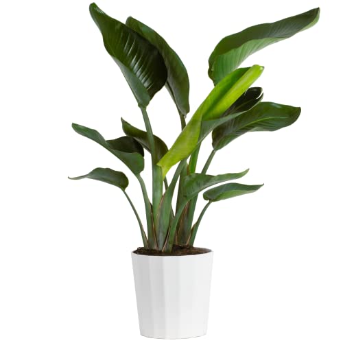 Costa Farms White Bird of Paradise, Live Indoor Plant in Modern Décor Planter, Natural Air Purifier Fresh From Farm, Great House Warming Gift, Living Room Decor, Tropical Home Decor, 3-4 Feet Tall