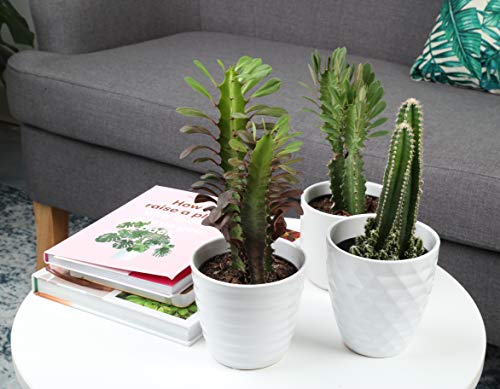 Costa Farms Cactus Live Indoor Plants, Cactus Décor 7 to 10-Inches Tall 10-Inches Tall, Assortment, Fresh From Our Farm