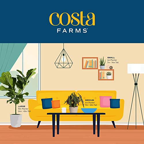 Costa Farms Cactus Live Indoor Plants, Cactus Décor 7 to 10-Inches Tall 10-Inches Tall, Assortment, Fresh From Our Farm