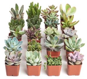 Unique Mini Succulent Plant Variety Pack - 20 Pieces