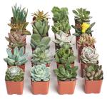 Unique Mini Succulent Plant Variety Pack - 20 Pieces