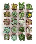 Unique Mini Succulent Plant Variety Pack - 20 Pieces