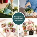 Unique Mini Succulent Plant Variety Pack - 20 Pieces