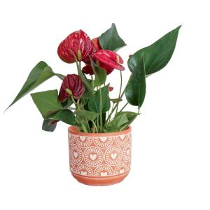 Red Anthurium Plant in Love Stone Planter