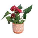 Red Anthurium Plant in Love Stone Planter
