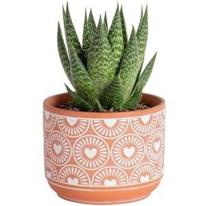 Haworthia Succulent in White & Gold Planter