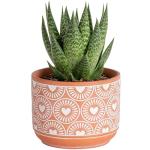 Haworthia Succulent in White & Gold Planter