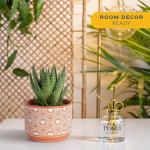 Haworthia Succulent in White & Gold Planter