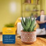 Haworthia Succulent in White & Gold Planter