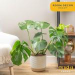 Monstera Deliciosa Indoor Plant - 2 to 3 Feet