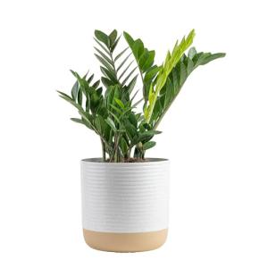 Live ZZ Plant in Decorative Planter - 22 Inches