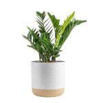 Live ZZ Plant in Decorative Planter - 22 Inches