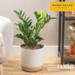Live ZZ Plant in Decorative Planter - 22 Inches