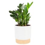 ZZ Plant in Modern Planter - Perfect Gift Idea