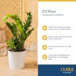 Live ZZ Plant in Decorative Planter - 22 Inches