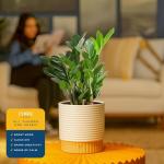 ZZ Plant in Modern Planter - Perfect Gift Idea