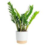 Live ZZ Plant in Decorative Planter - 22 Inches