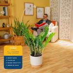 Live ZZ Plant in Decorative Planter - 22 Inches