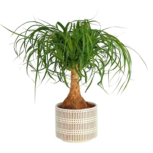 Costa Farms Ponytail Palm Bonsai, Live Indoor Plant, Clean Air Purifying Houseplant in Modern Decor Planter, Fresh From Farm, Birthday Gift, Tabletop Office Desk or Home Décor, 15-20 Inches Tall