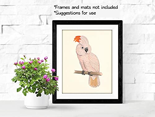 Tropical Parrot Art Prints Set - 8x10 (Unframed)