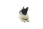 Adorable 3.74-Inch French Bulldog Resin Figurine