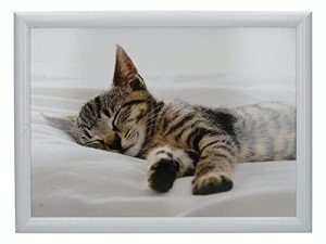 Colorful Bean Bag Kitten Lap Tray with Cushion