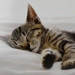 Colorful Bean Bag Kitten Lap Tray with Cushion