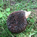 Hedgehog Resin Garden Decoration Statues for Outdoors