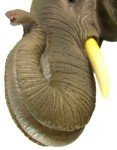 Mini African Elephant Head Wall Statue - 9