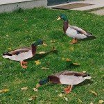 3-Pc Acrylic Duck Garden Statues for Outdoors