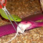 Extra Long Feeding Tongs for Reptiles - 38.1 cm