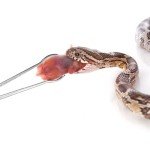 15-Inch Reptile Feeding Tongs with Easy Grip