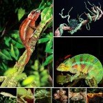 Flexible Reptile Vines for Terrarium Decor