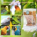 Automatic No-Mess Bird Feeder for Small Birds
