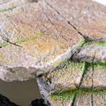 Penn-Plax Reptology Shale Step Medium Ledge