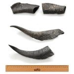 Natural Medium Goat Horn Dog Chew Treat