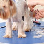 Lightweight Curved Grooming Scissors for Dogs & Cats