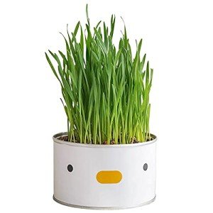 Cat Grass with Chick for Indoor Cats 50g
