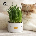 Cat Grass with Chick for Indoor Cats 50g