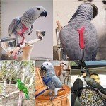 Adjustable Bird Harness and Leash for Parrots