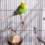 8-Piece Natural Wood Bird Perch Stand Set